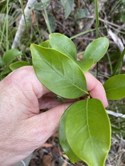 Siphonodon australis