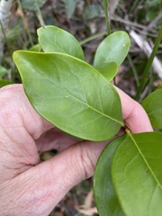 Siphonodon australis