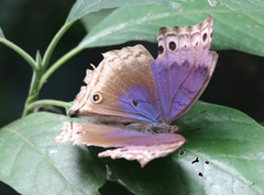 Protogoniomorpha temora temora