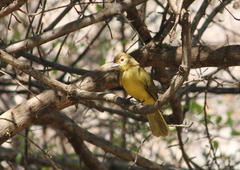 Chlorocichla flaviventris flaviventris