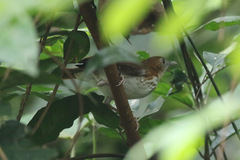 Illadopsis turdina