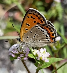 Lycaena panava