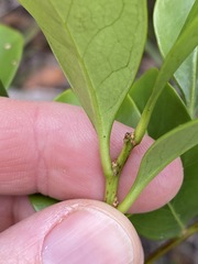Siphonodon australis