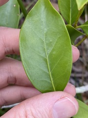 Siphonodon australis