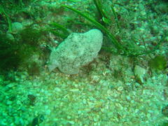 Pleurobranchaea bubala