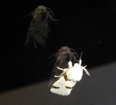 Euerythra trimaculata