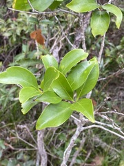 Siphonodon australis