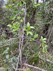 Siphonodon australis