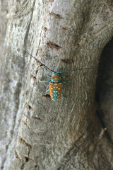 Sternotomis variabilis