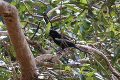 Melaniparus guineensis