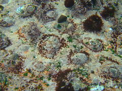 Scutellastra cochlear