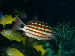 Lutjanus decussatus