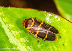 Phymatostetha stalii