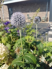 Echinops bannaticus