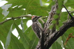 Chloropicus obsoletus