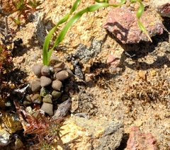 Anacampseros retusa