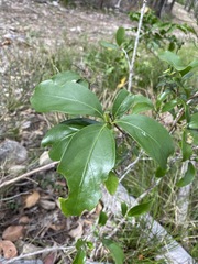 Siphonodon australis