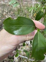 Siphonodon australis