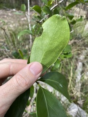 Siphonodon australis