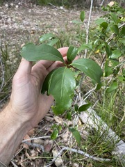 Siphonodon australis