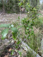 Siphonodon australis