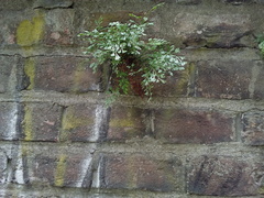 Asplenium ruta-muraria ruta-muraria