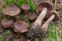 Cortinarius brunneus