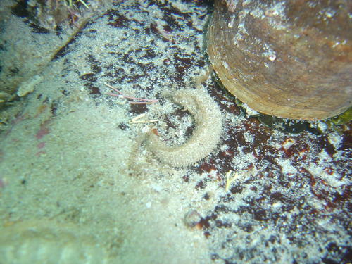 Flabelligeridae