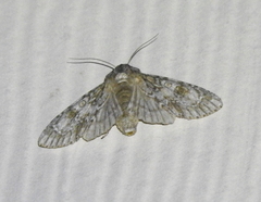 Acronicta rubricoma