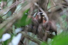 Turdoides atripennis bohndorffi