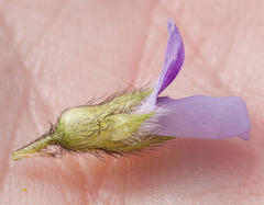 Psoralea obliqua
