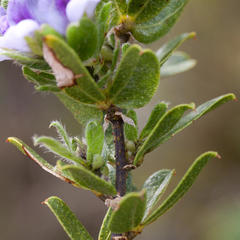 Psoralea obliqua