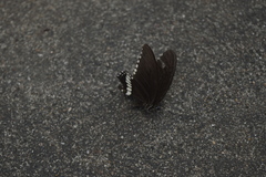Papilio polytes