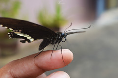 Papilio polytes