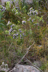 Psoralea obliqua