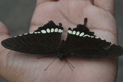 Papilio polytes