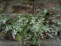 Asplenium ruta-muraria ruta-muraria