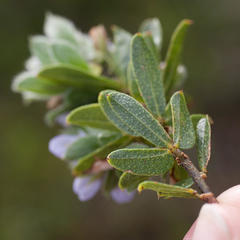 Psoralea obliqua