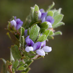 Psoralea obliqua