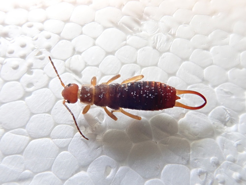 Chelidurella thaleri · iNaturalist