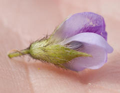 Psoralea obliqua