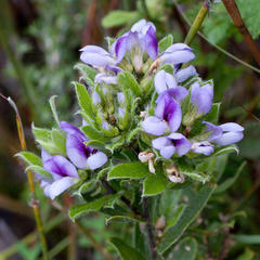 Psoralea obliqua