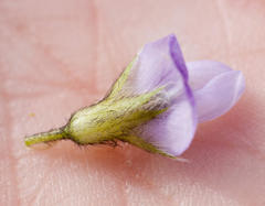 Psoralea obliqua