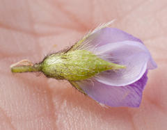 Psoralea obliqua