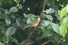 Phyllastrephus albigularis