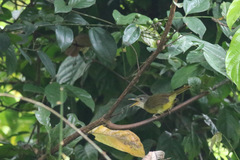 Phyllastrephus albigularis