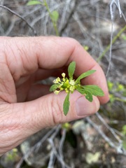 Monotaxis macrophylla