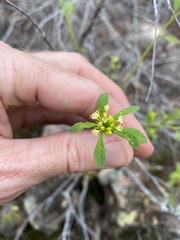 Monotaxis macrophylla