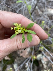 Monotaxis macrophylla