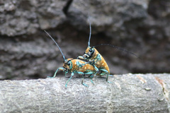 Sternotomis variabilis